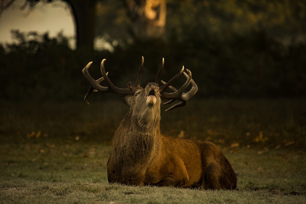 brown deer on green grass during daytime