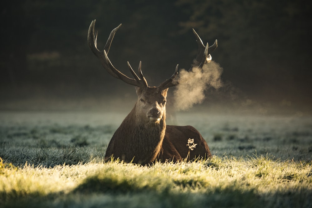 brown moose lying on green grass field during daytime