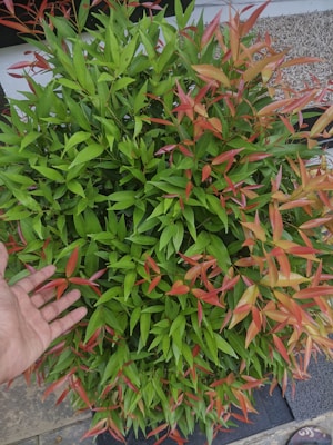 A dense cluster of vibrant, elongated leaves displaying a gradient from bright green to reddish orange. A hand extends towards the foliage, suggesting interaction or examination. In the background, a mix of concrete and gravel contrasts with the lush vegetation.