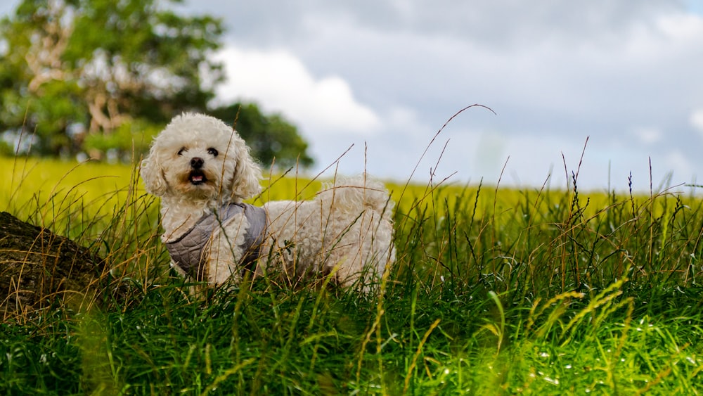 poodle branco no campo de grama verde durante o dia