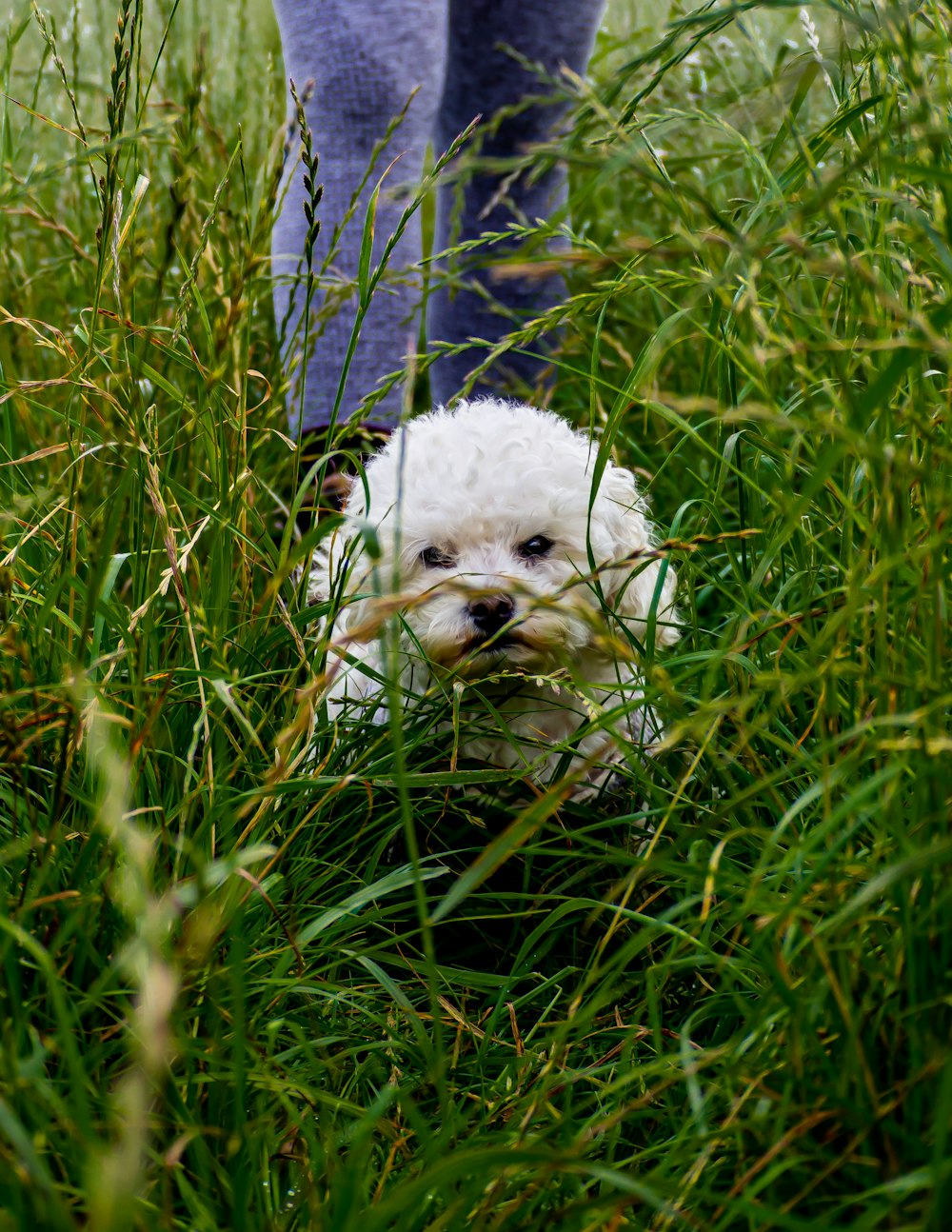 緑の芝生のフィールドに白いロングコートの小型犬