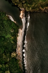 aerial view of green trees beside body of water during daytime