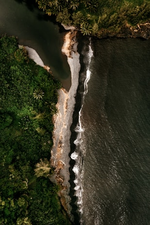 aerial view of green trees beside body of water during daytime