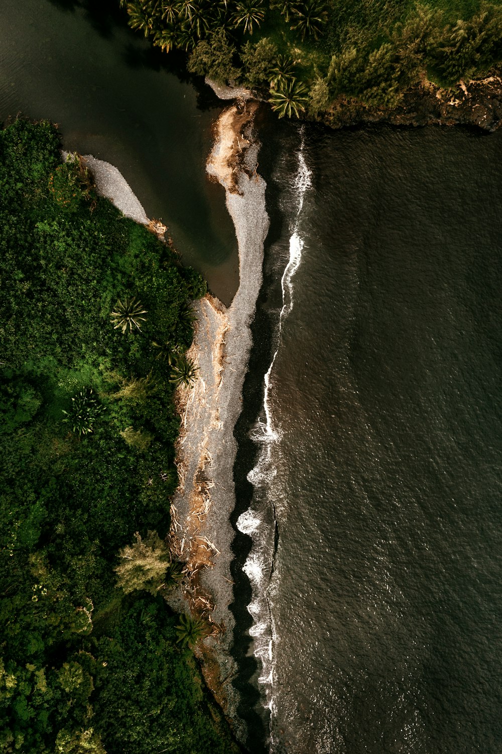 aerial view of green trees beside body of water during daytime