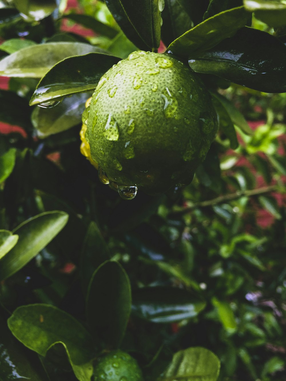 green fruit with green leaves