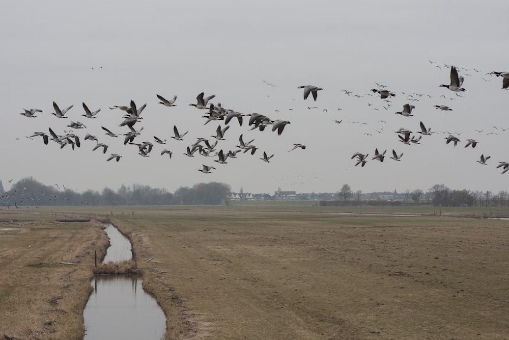 flock of birds flying over river during daytime
