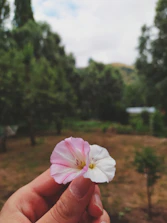 Close-up of hands holding a pink flower symbolizing growth and renewal.