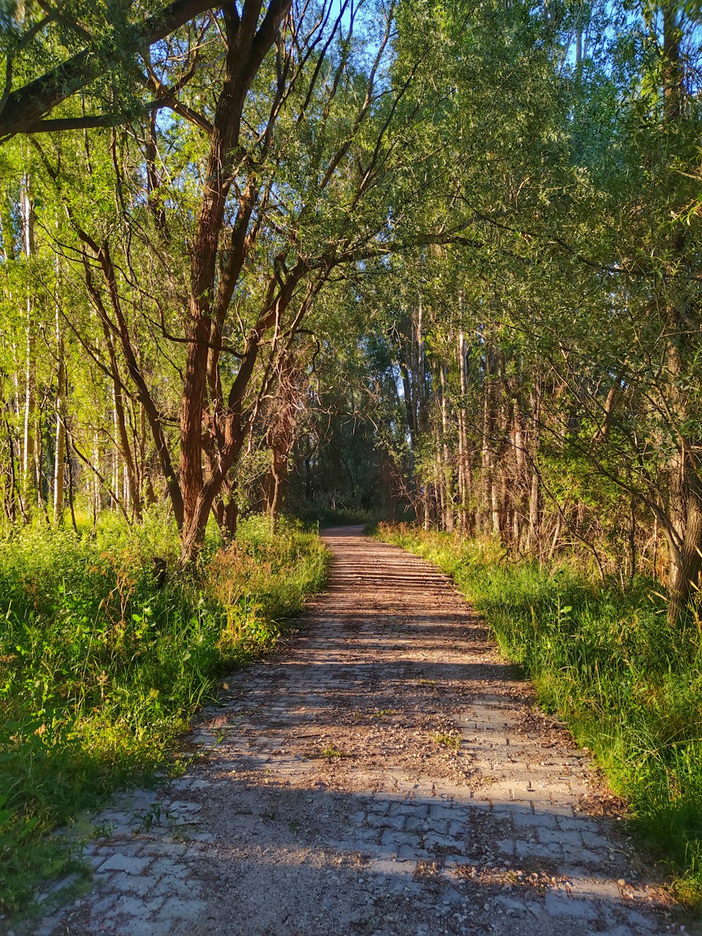 brown wooden pathway between green grass and trees during daytime