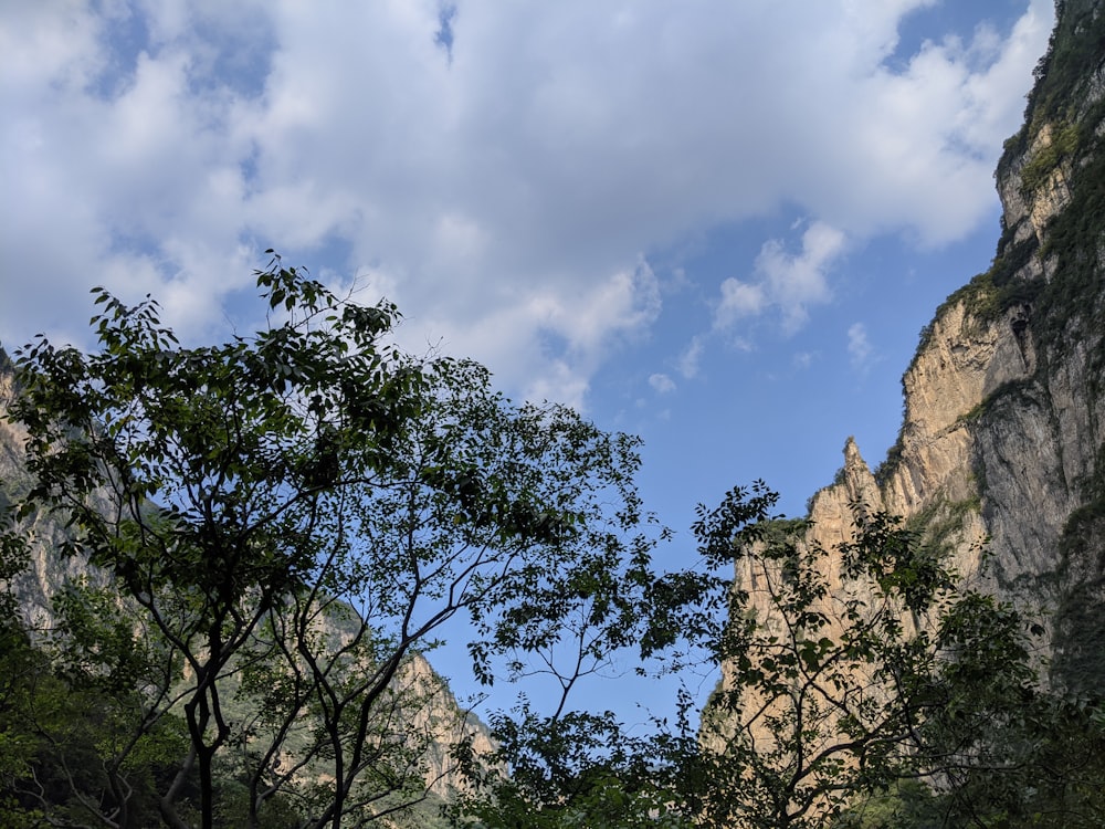 alberi verdi sotto il cielo blu durante il giorno