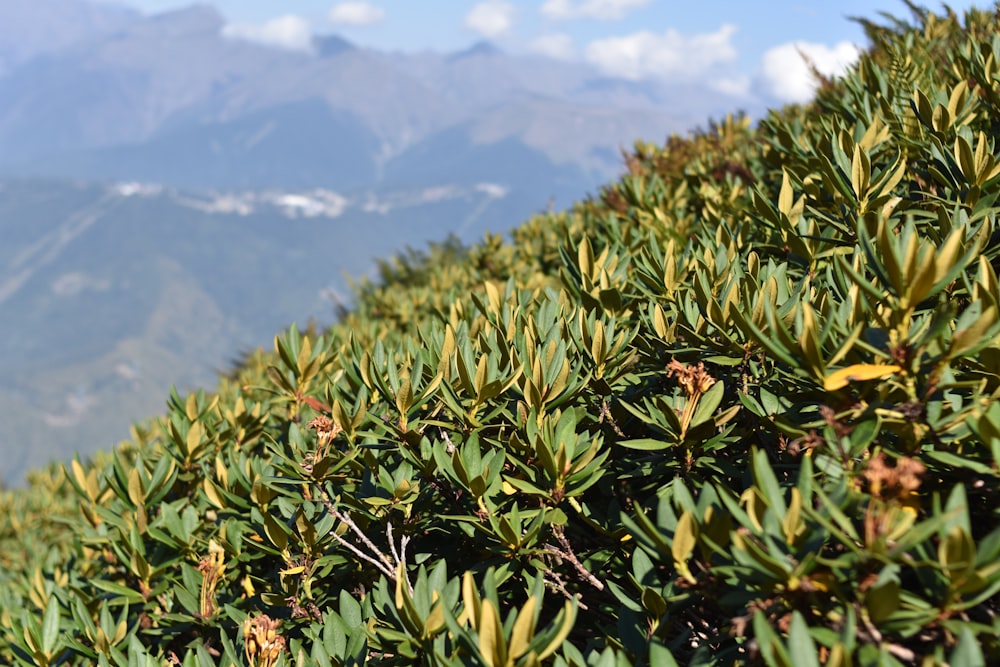 Planta verde en la montaña durante el día