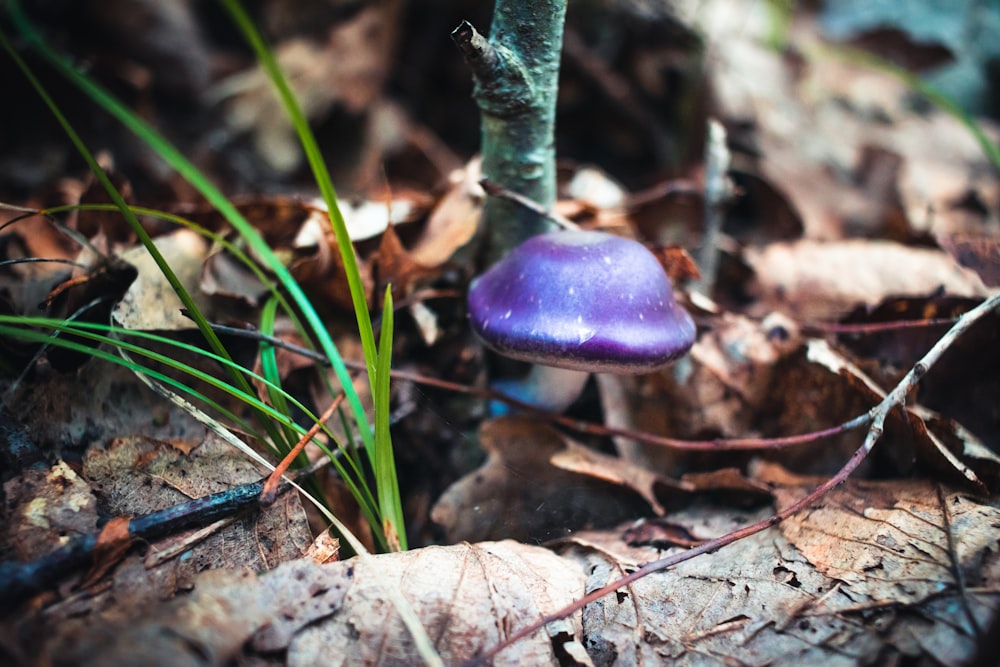 purple mushroom on brown dried leaves