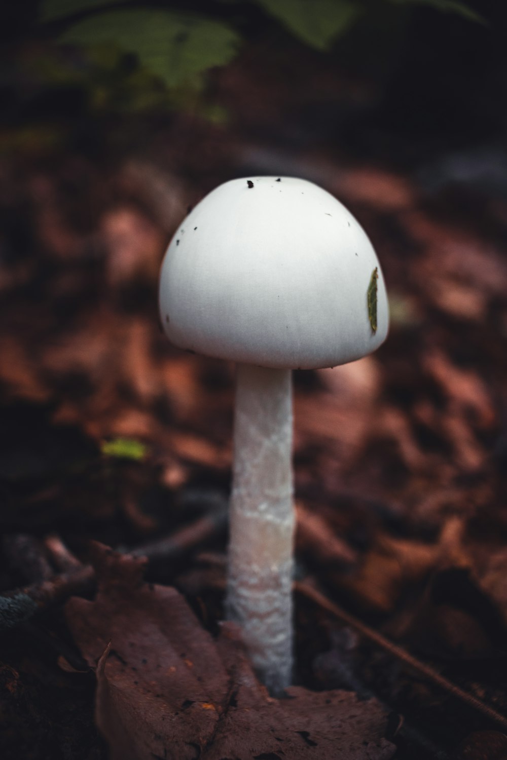 white mushroom on brown soil