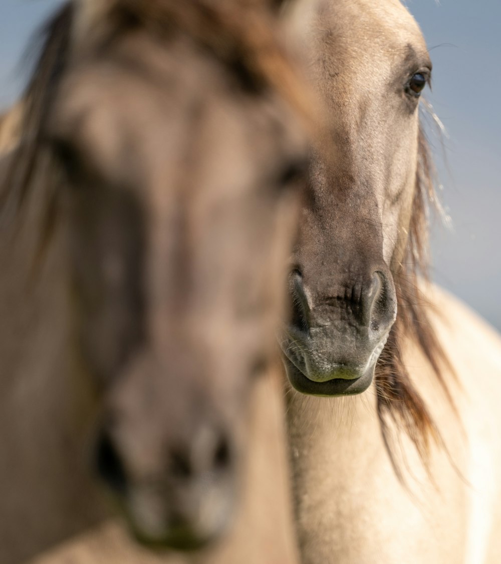 brown horse with green eyes