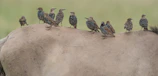 A serene scene of multiple Kelso birds calmly interacting, highlighting their composed temperament.