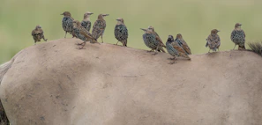 A serene scene of multiple Kelso birds calmly interacting, highlighting their composed temperament.