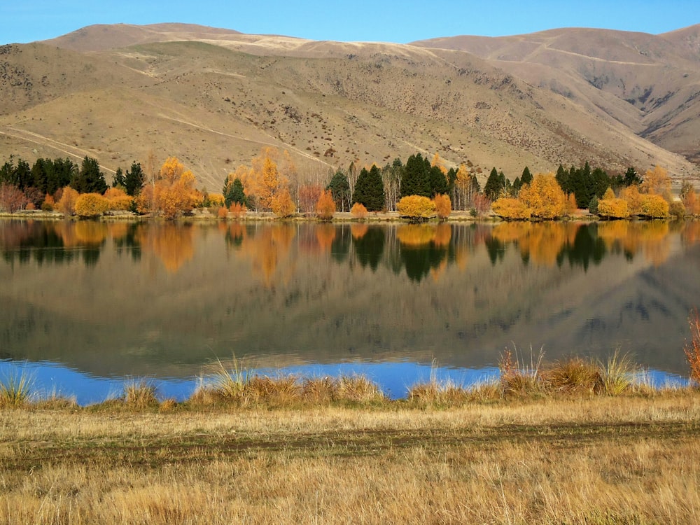 brown grass near lake during daytime