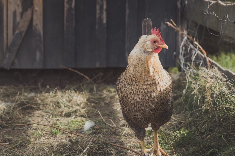 white and black chicken on green grass