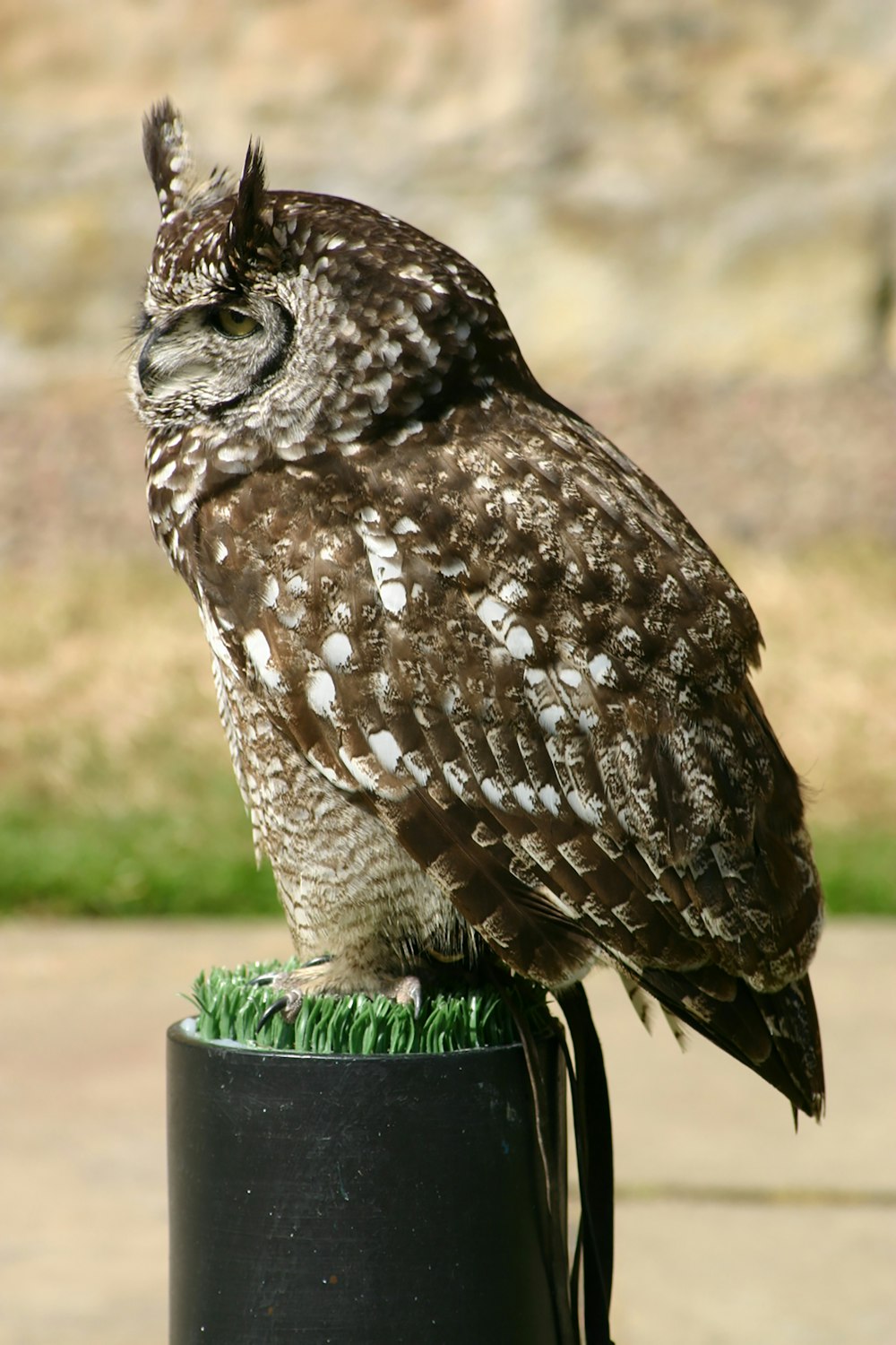 brown and white owl on green plastic bucket