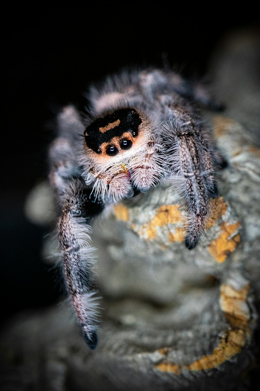 black and white jumping spider on gray rock