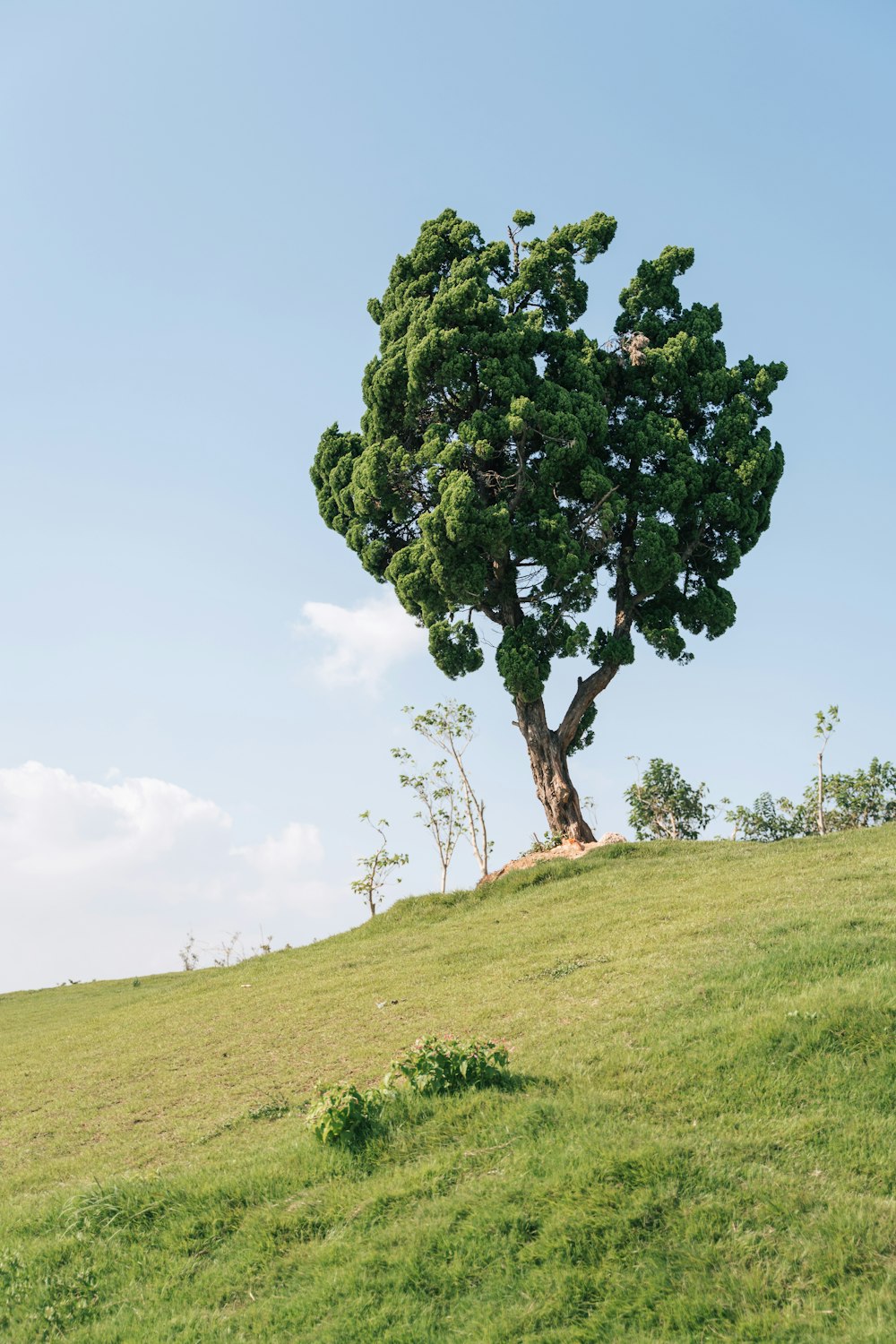 green tree on green grass field during daytime