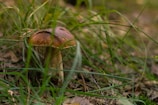 A large brown mushroom is growing amidst green grass and foliage. The surrounding vegetation appears lush, with long blades of grass partially obscuring the mushroom, creating a natural setting.