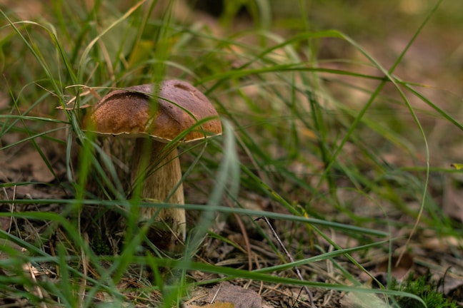 A large brown mushroom is growing amidst green grass and foliage. The surrounding vegetation appears lush, with long blades of grass partially obscuring the mushroom, creating a natural setting.