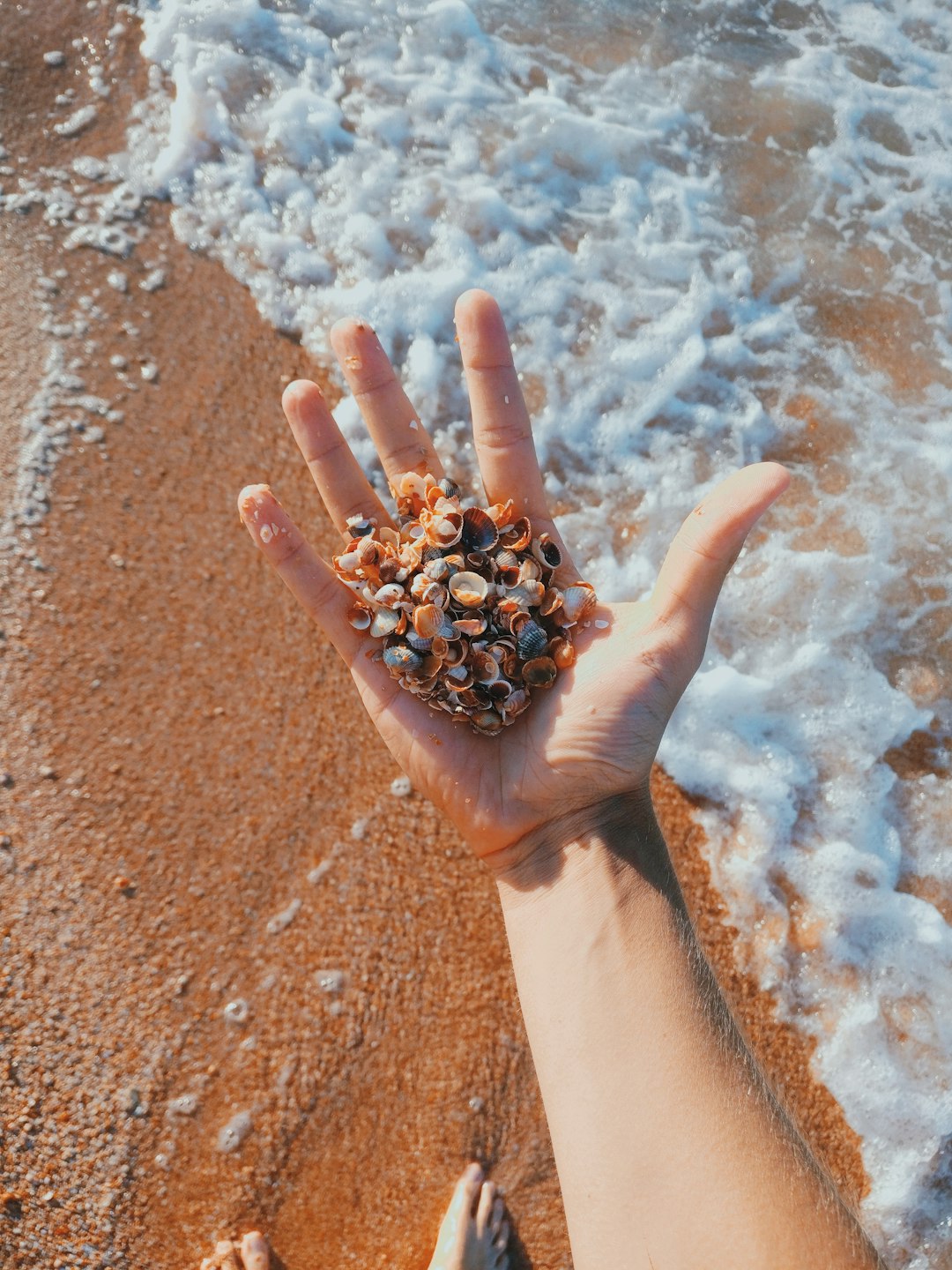 person holding black and brown round fruit on brown sand during daytime