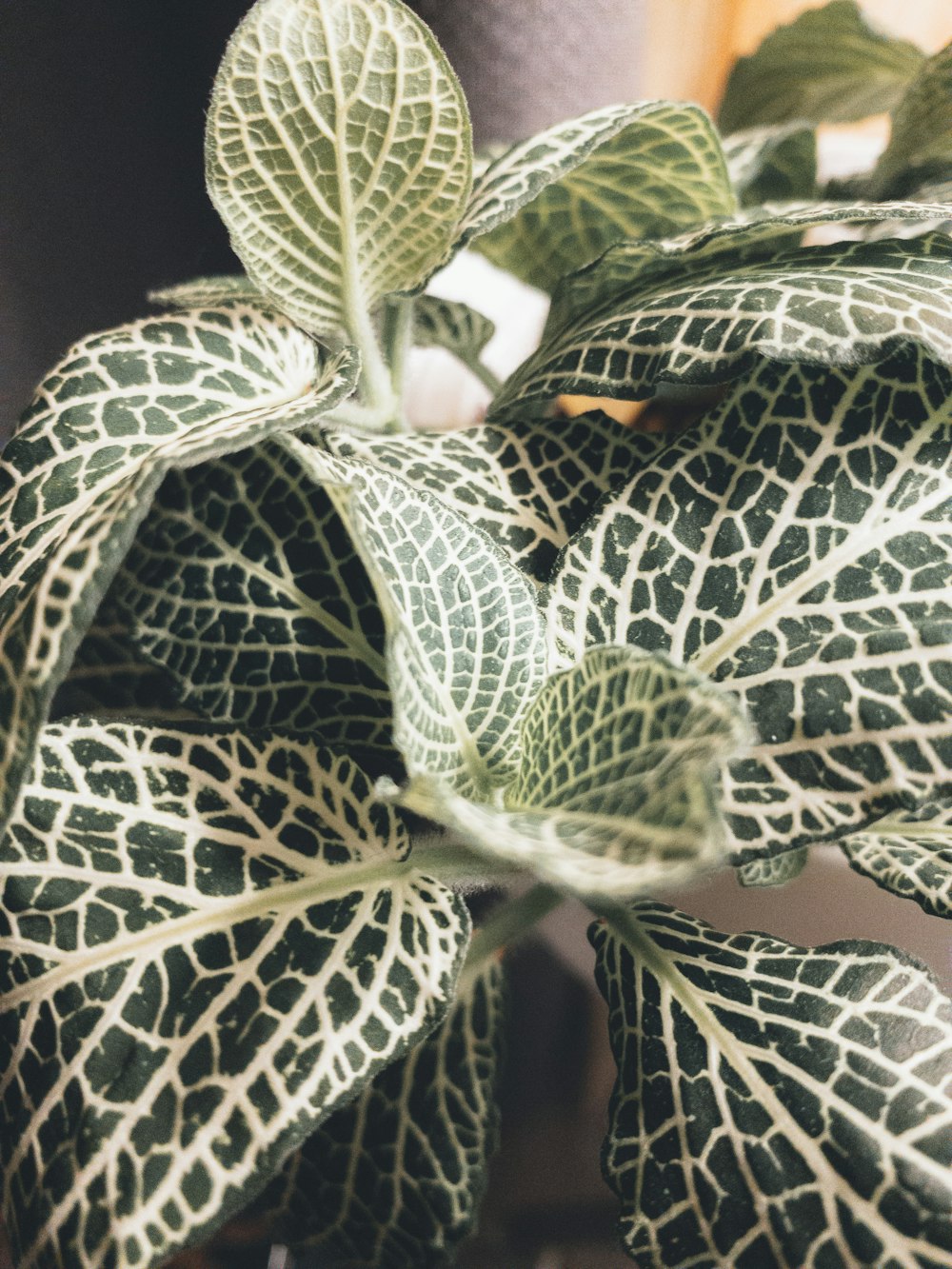 green and white leaf plant