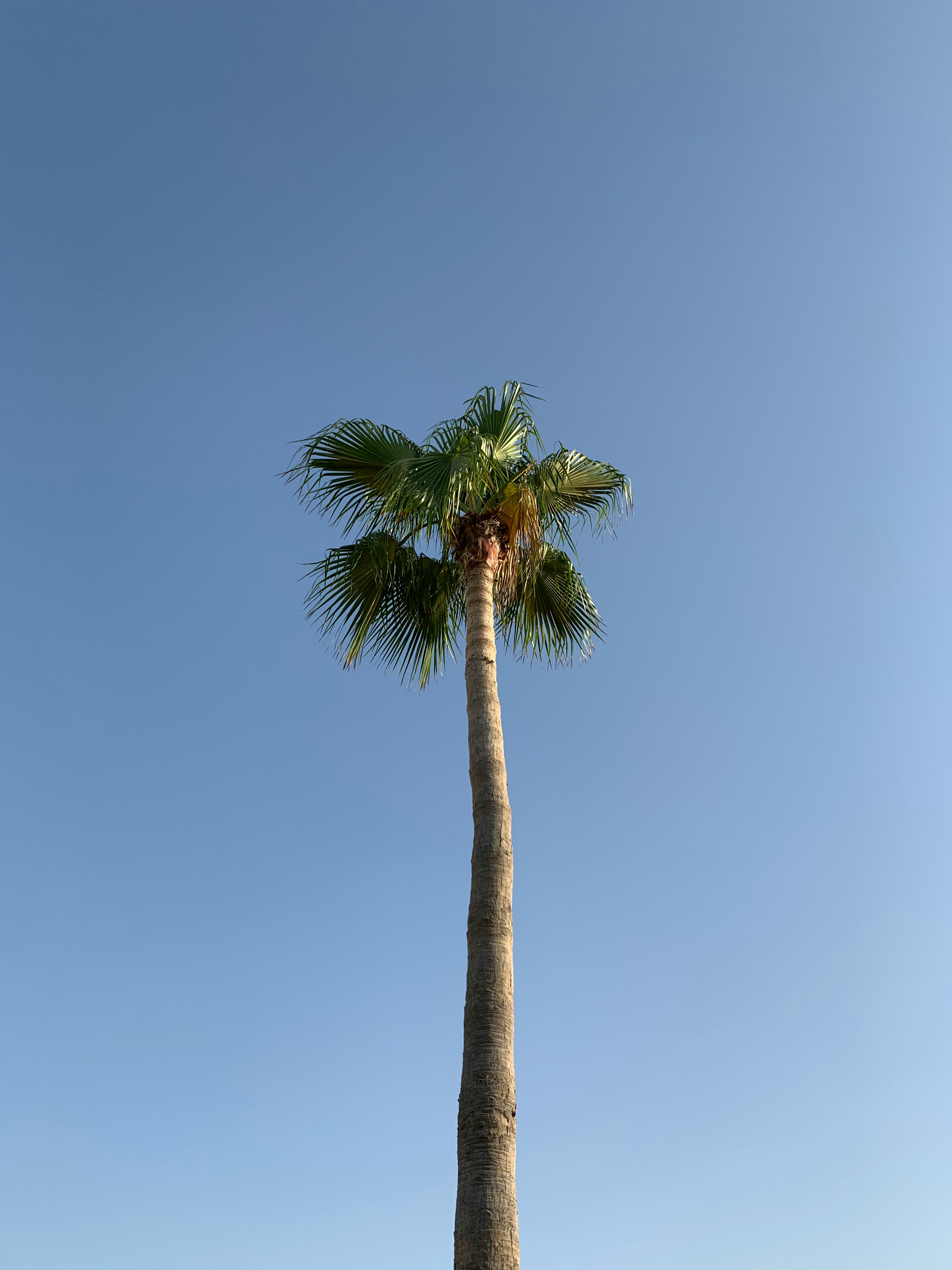 green palm tree under blue sky during daytime