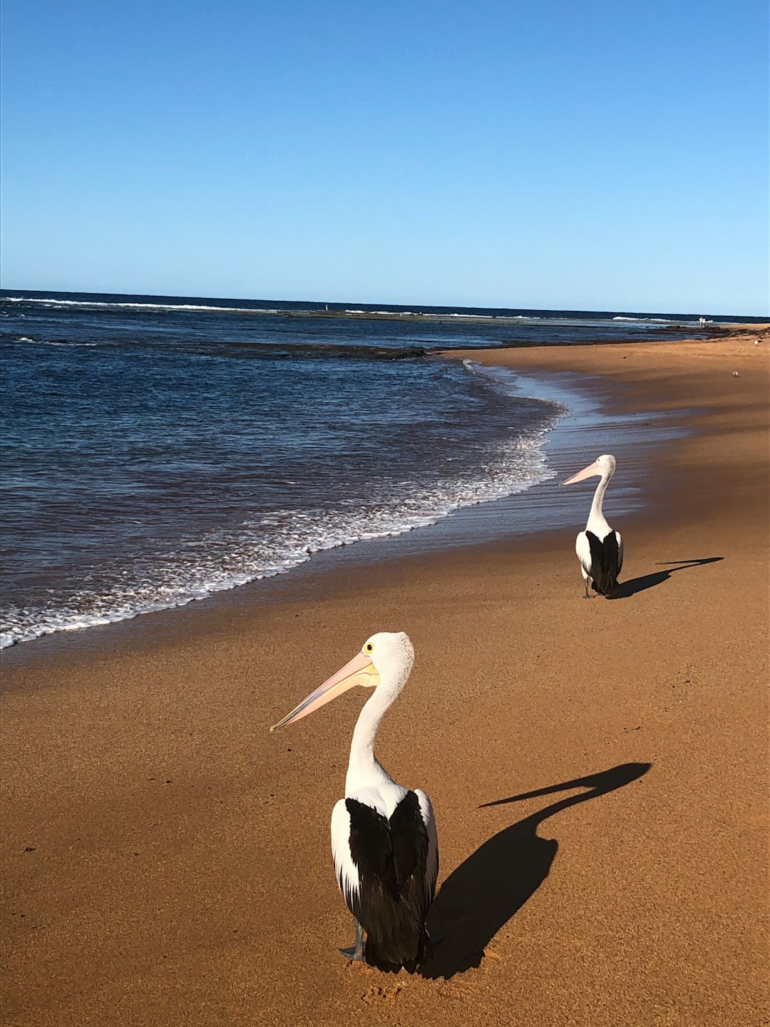 Beach photo spot Fishermans Beach Mona Vale Beach