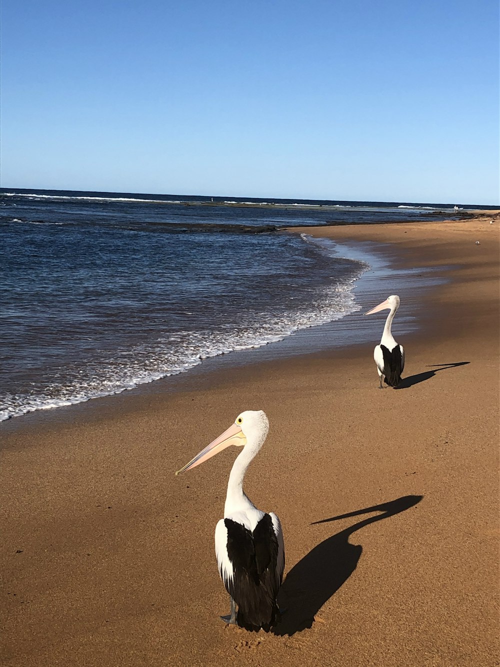 white pelican on brown sand near sea during daytime