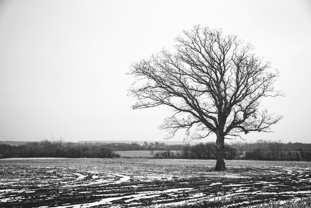 arbre sans feuilles sur un champ couvert de neige