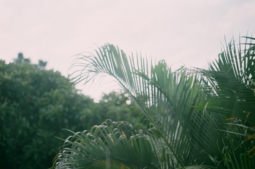 green palm tree under white sky during daytime