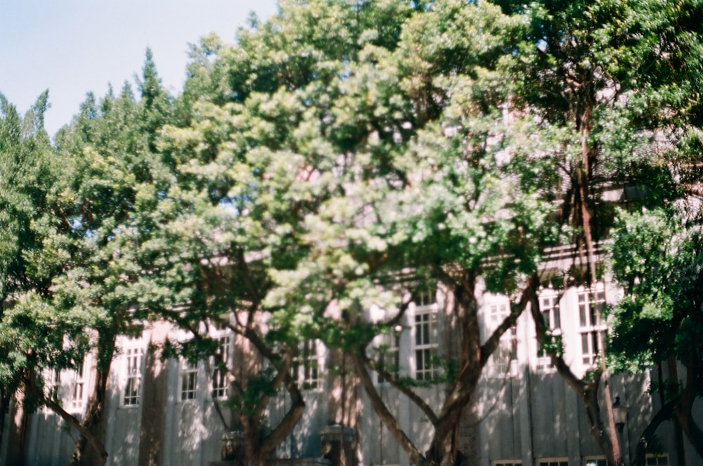 green tree near white concrete building during daytime