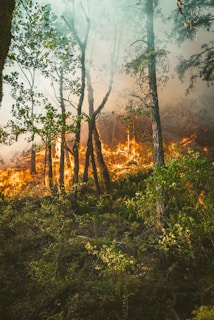 A forest scene with trees engulfed in flames and smoke billowing through the area. The foreground is dense with green foliage, while the background is dominated by intense orange fire and thick smoke.