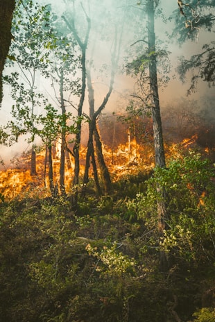 A forest scene with trees engulfed in flames and smoke billowing through the area. The foreground is dense with green foliage, while the background is dominated by intense orange fire and thick smoke.