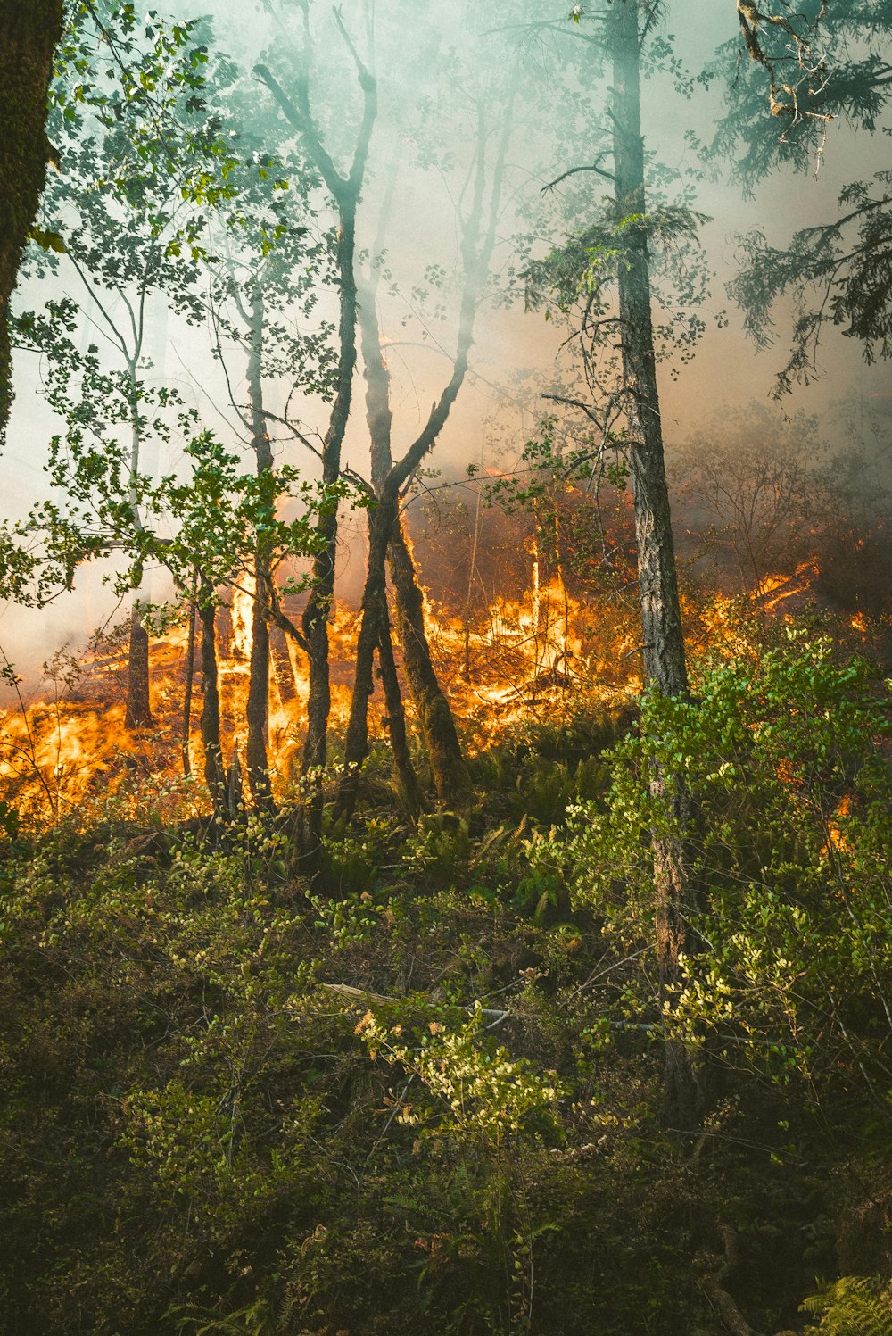 árboles verdes y marrones bajo el cielo blanco durante el día