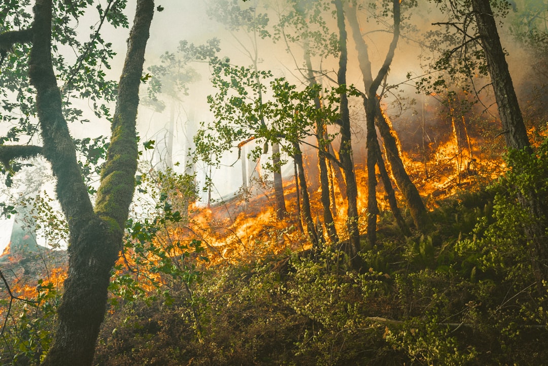 How Wildfires Impact Vulnerable Communities, Pets and Public Health Systems featured image