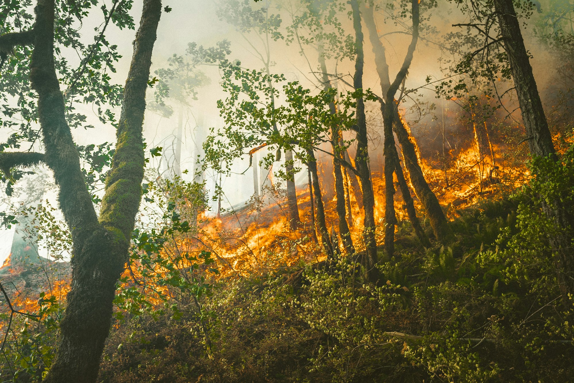 Portland Forest fires from 2018