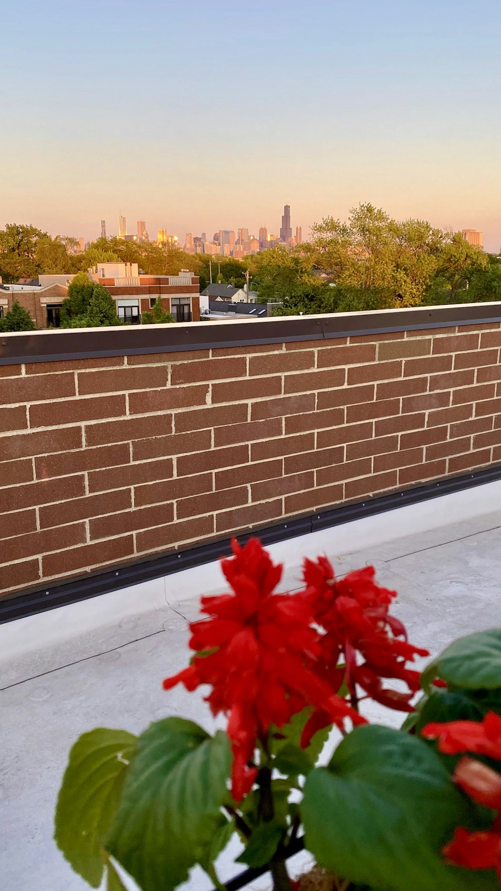 red flower near brown brick wall