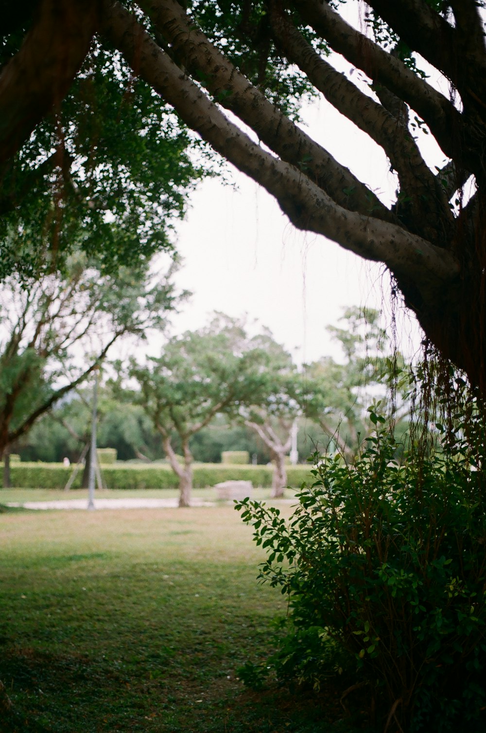 green grass field with trees during daytime