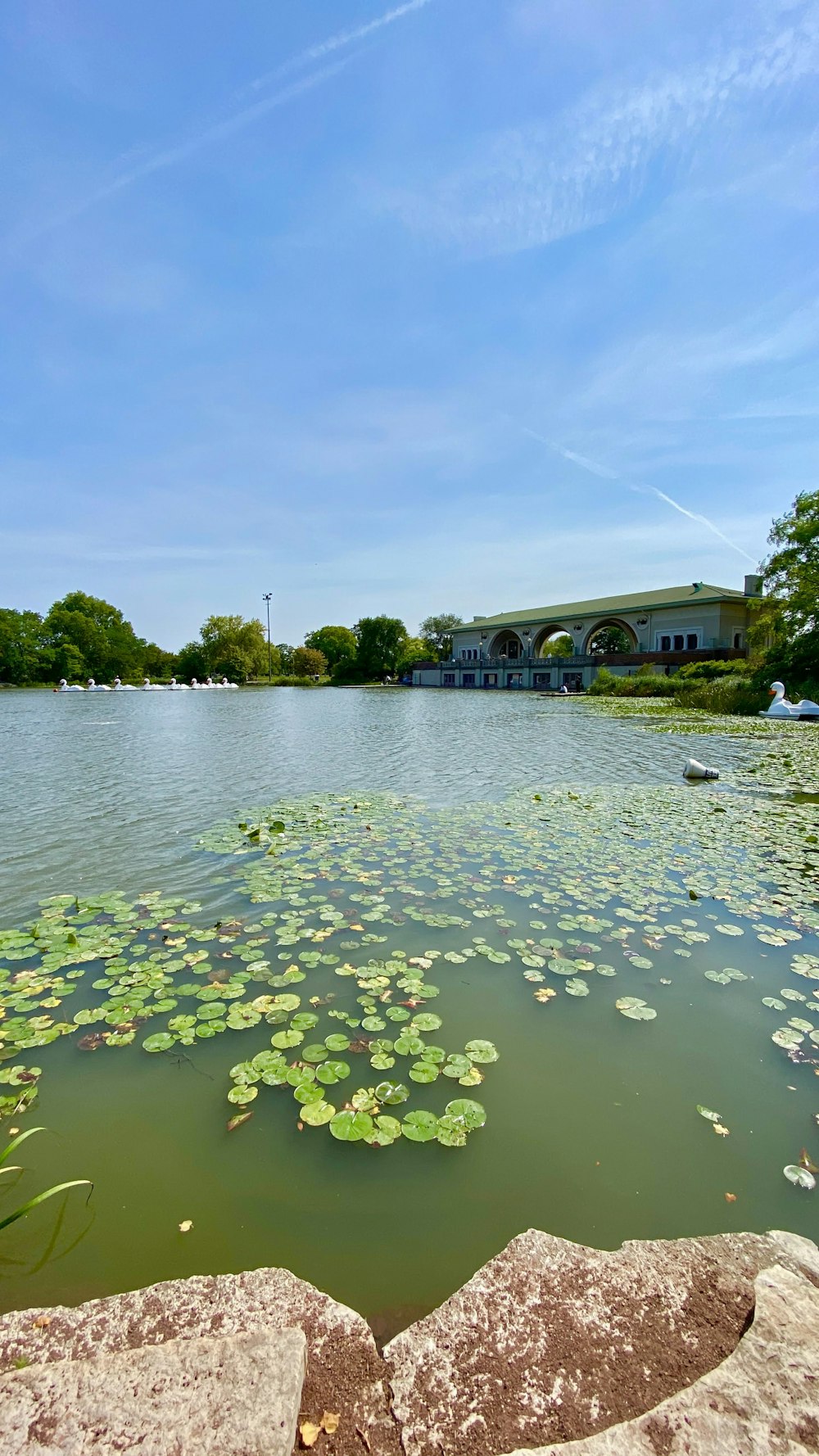 green water lilies on water near white concrete building during daytime