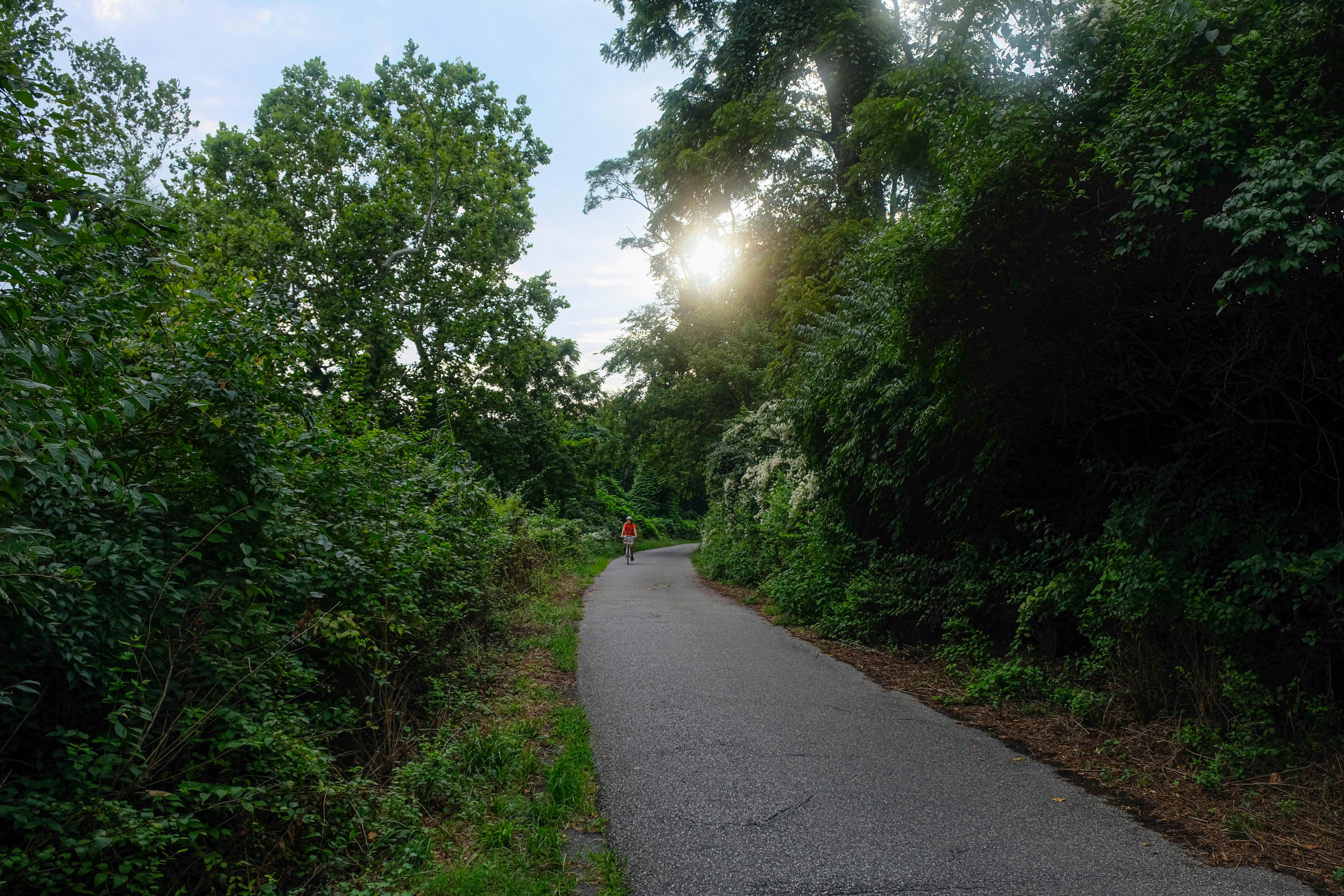 gray concrete road between green trees during daytime