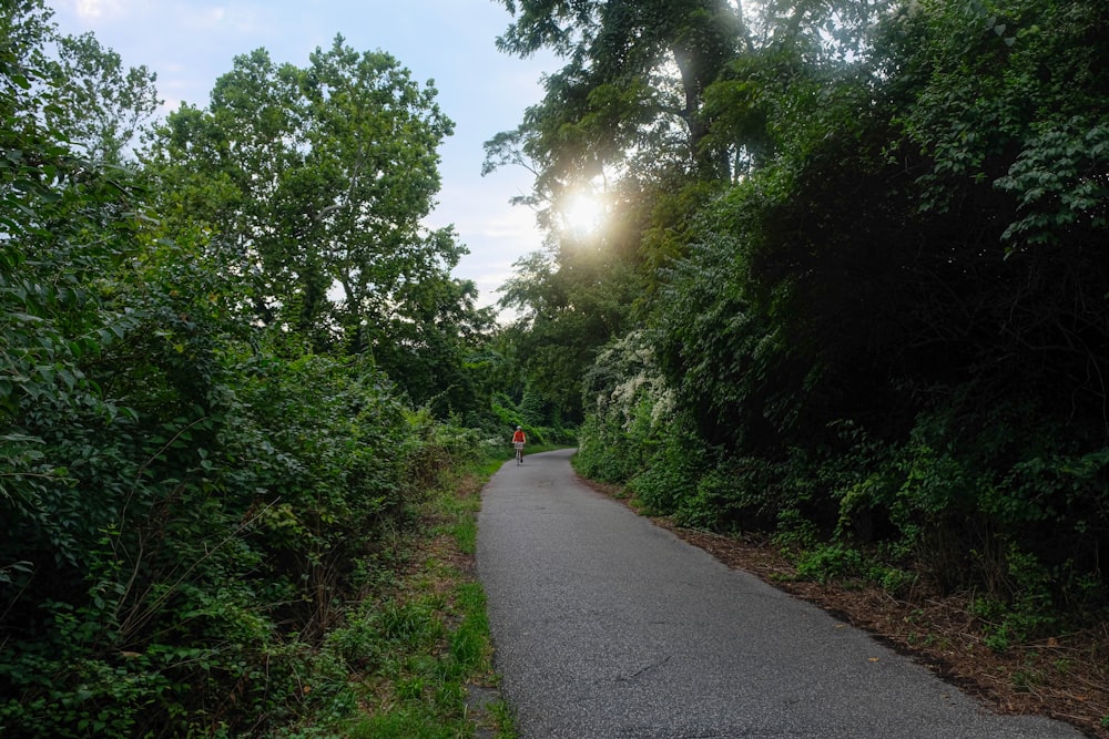 gray concrete road between green trees during daytime