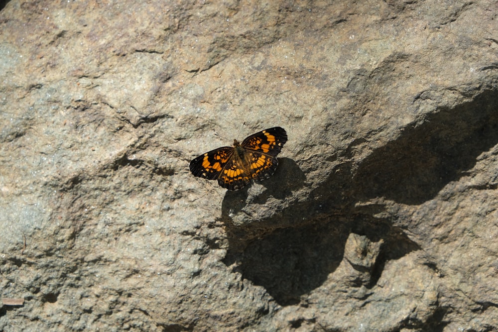 灰色の岩に黒とオレンジの蝶