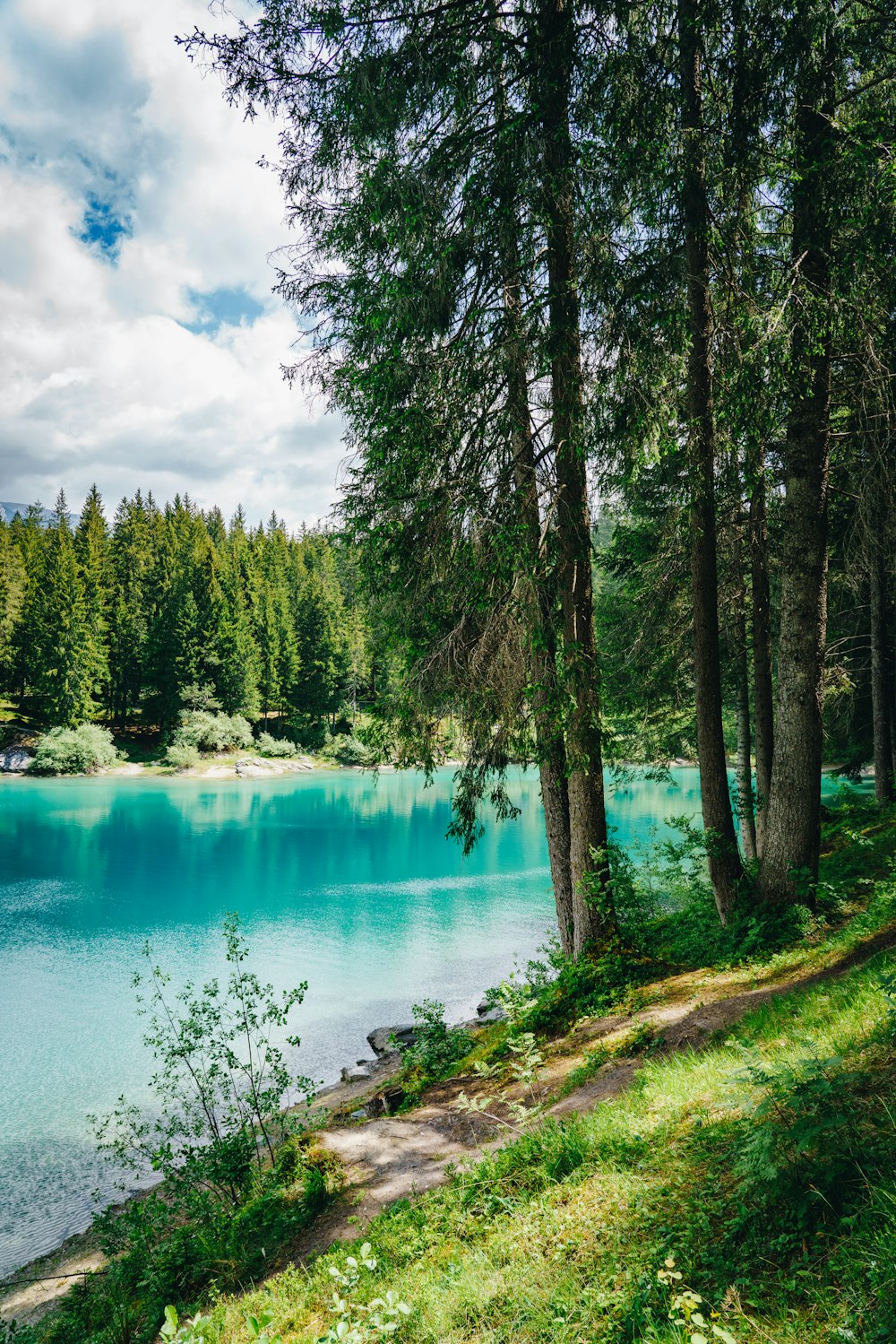 green trees beside lake under blue sky during daytime