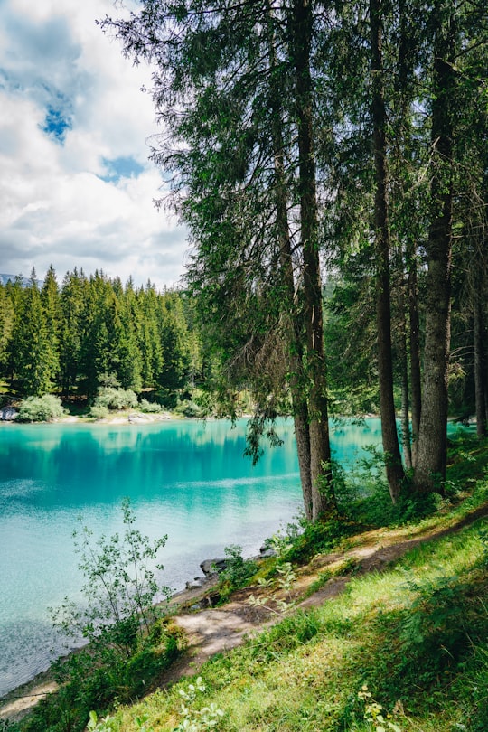 green trees beside lake under blue sky during daytime in Crestasee Switzerland
