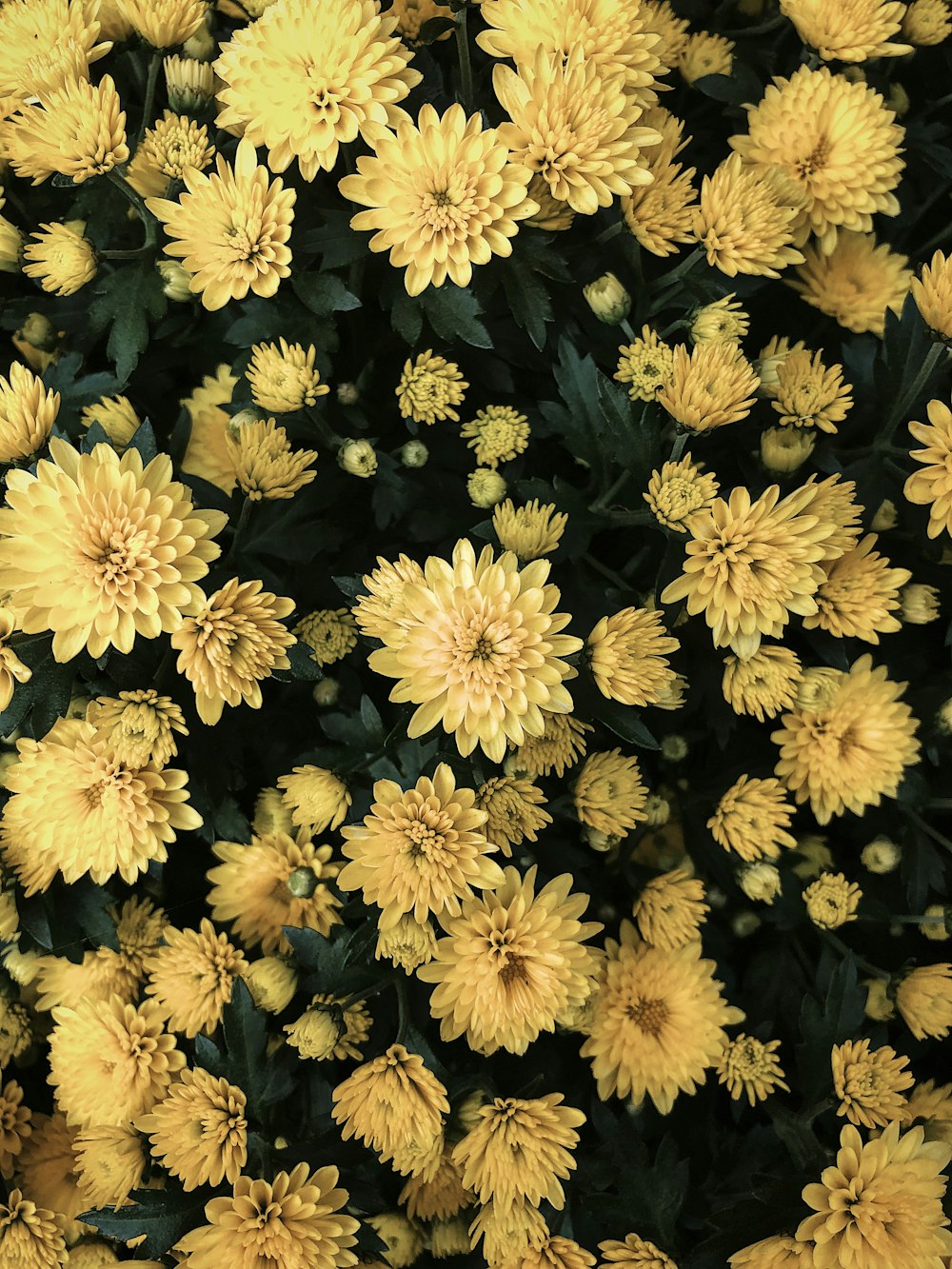 white and black flower field