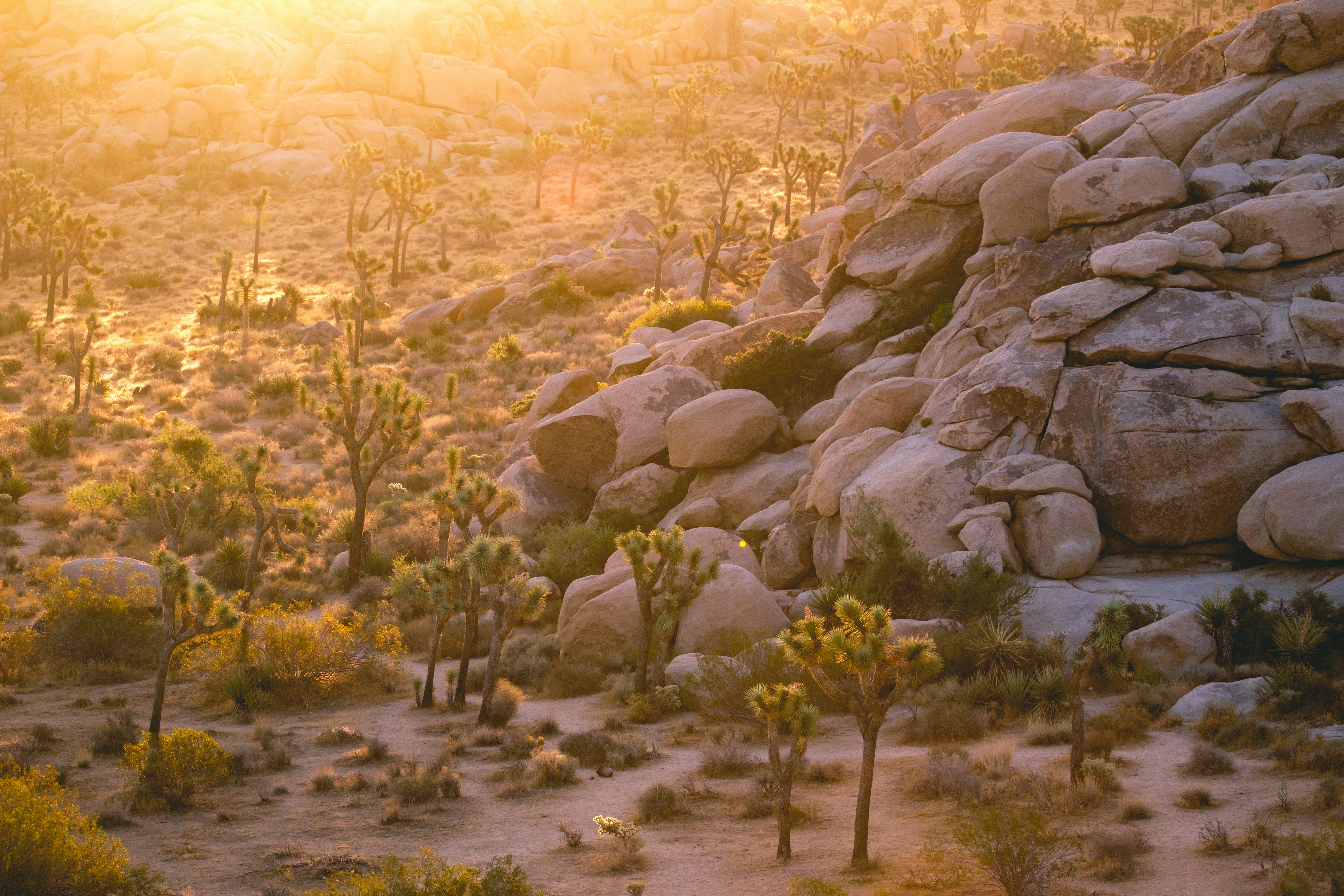 green trees on brown field during daytime
