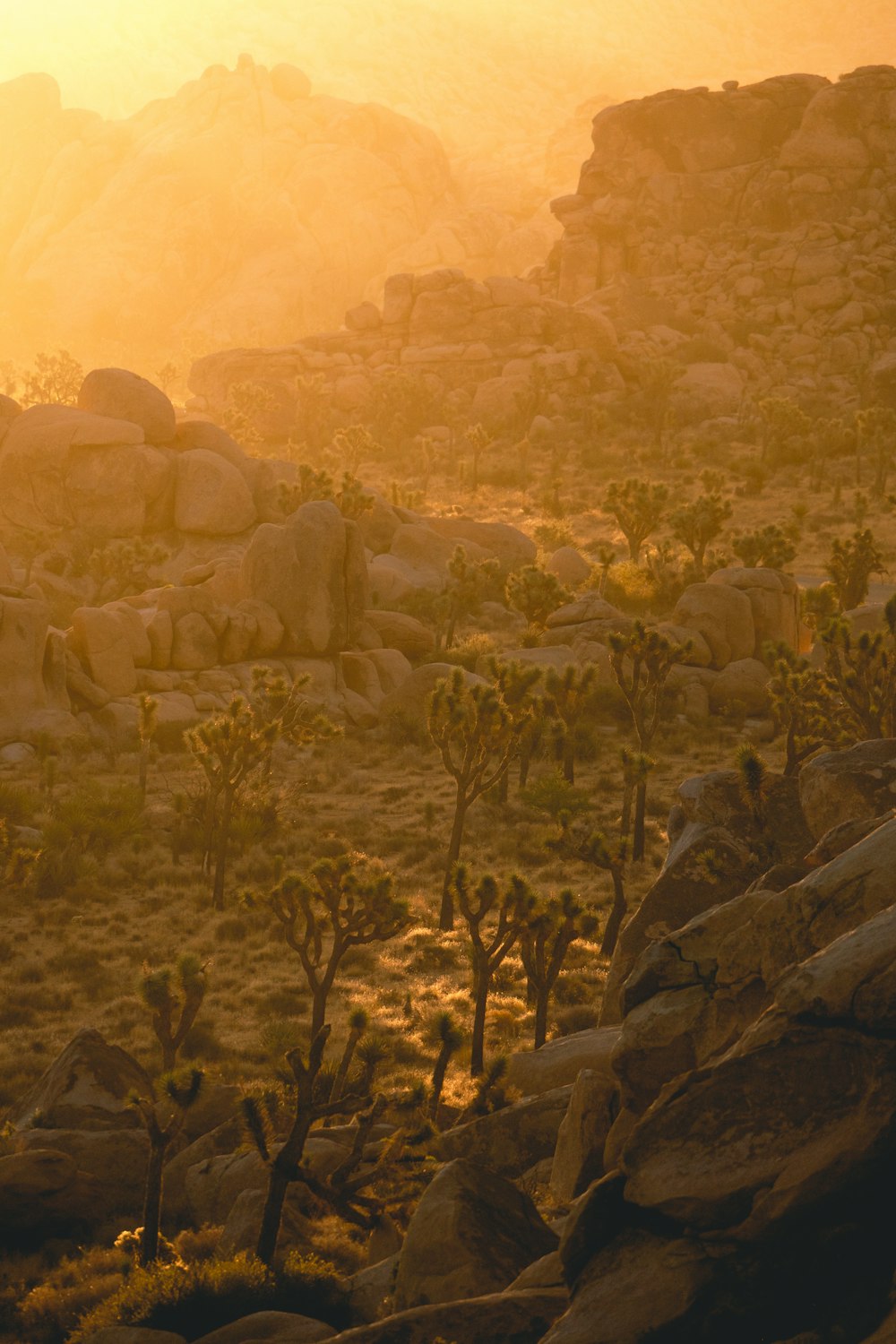 green trees on brown mountain during daytime